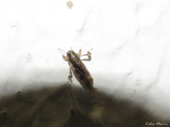 Tridactylidae