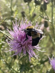 Bombus fraternus