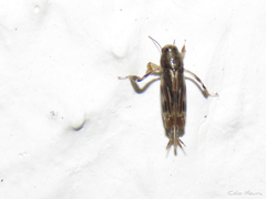 Tridactylidae