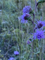 Liatris novae-angliae