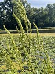 Rumex altissimus