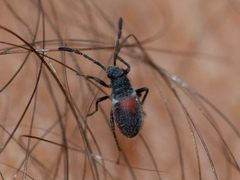 Stenomacra marginella