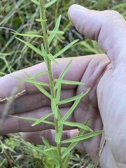 Liatris novae-angliae