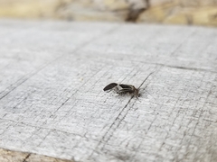 Cerastipsocus venosus