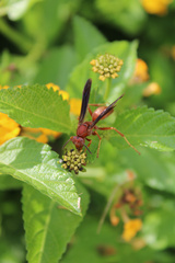 Polistes rubiginosus