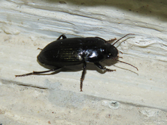 Carabidae