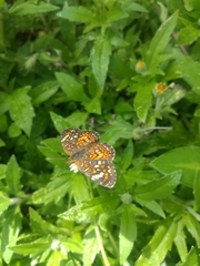 Phyciodes pallescens