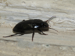 Carabidae