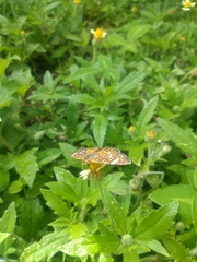 Phyciodes pallescens
