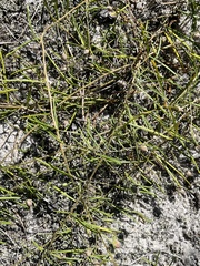 Stylisma pickeringii