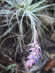 Tillandsia stricta