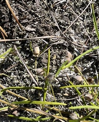 Stylisma pickeringii