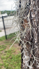 Tillandsia usneoides