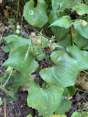 Maianthemum dilatatum