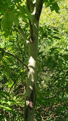 Juglans cinerea