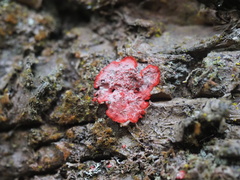 Herpothallon rubrocinctum