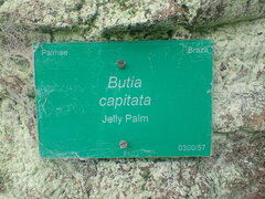Butia capitata