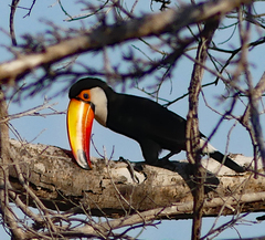 Ramphastos toco