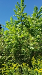 Juglans cinerea