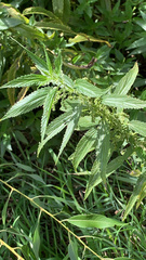 Urtica dioica