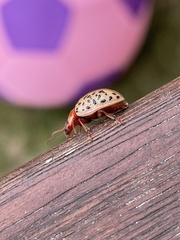 Calligrapha philadelphica