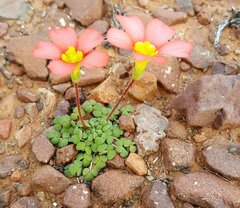 Oxalis inaequalis