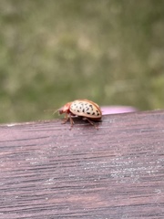 Calligrapha philadelphica