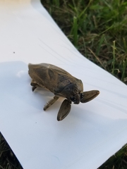 Lethocerus americanus