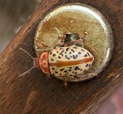 Calligrapha philadelphica