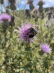 Bombus fraternus