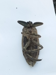 Lethocerus americanus