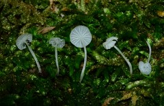 Delicatula integrella