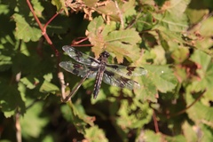 Libellula forensis