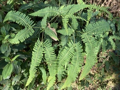 Dicranopteris