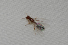 Solenopsis xyloni
