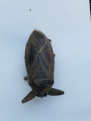 Lethocerus americanus