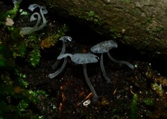 Delicatula integrella
