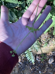 Dicranopteris