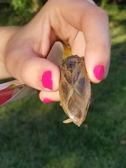 Lethocerus americanus