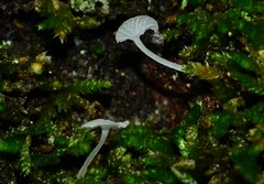 Delicatula integrella