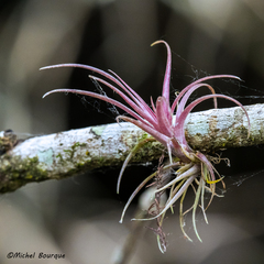 Tillandsia paucifolia