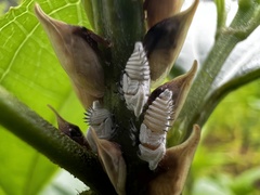 Enchenopa squamigera