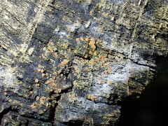 Bionectriaceae