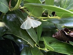 Diaphania