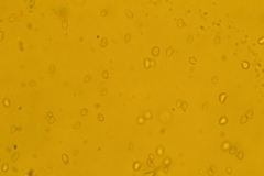Delicatula integrella