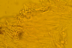 Delicatula integrella