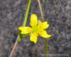 Ranunculus flammula