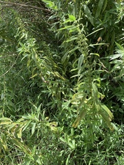 Urtica dioica