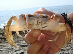 Ocypode occidentalis