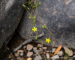 Ranunculus flammula